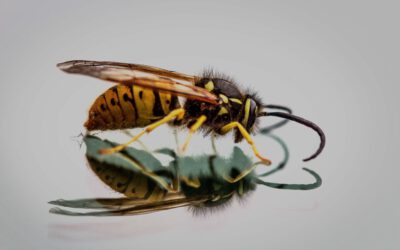 De Voordelen en Bedreigingen van Wespen voor de Natuur en Mensen